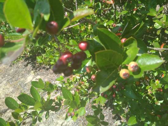 fot. sadyogrody Prezes KZPA "Aronia Polska": zbiory aronii zapowiadają się skromnie (galeria zdjęć)