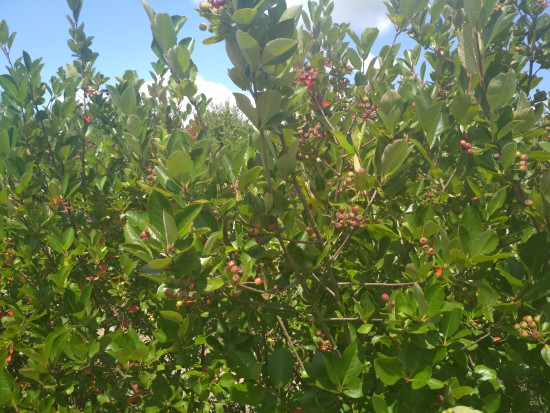 fot. sadyogrody Prezes KZPA "Aronia Polska": zbiory aronii zapowiadają się skromnie (galeria zdjęć)