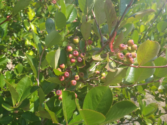 fot. sadyogrody Prezes KZPA "Aronia Polska": zbiory aronii zapowiadają się skromnie (galeria zdjęć)