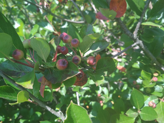 fot. sadyogrody Prezes KZPA "Aronia Polska": zbiory aronii zapowiadają się skromnie (galeria zdjęć)