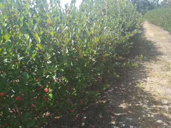 fot. sadyogrody Prezes KZPA "Aronia Polska": zbiory aronii zapowiadają się skromnie (galeria zdjęć)