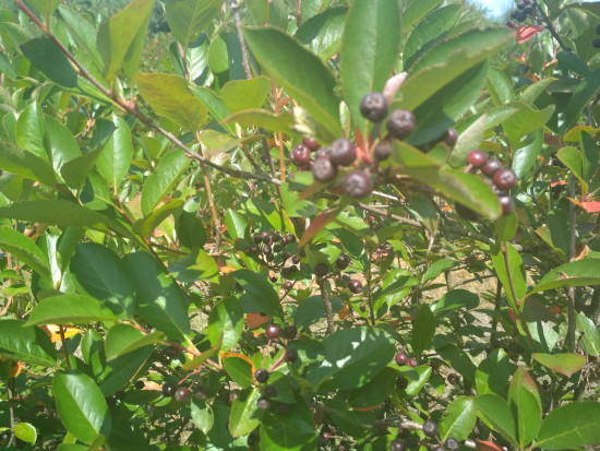 fot. sadyogrody Prezes KZPA "Aronia Polska": zbiory aronii zapowiadają się skromnie (galeria zdjęć)