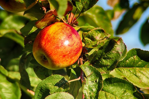 fot. shutterstock.com Zbiory jabłek zapowiadają się na dużo niższym niż przeciętnie poziomie