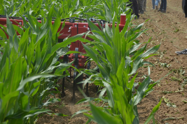 Sekcja robocza pielnika Transformer VT podczas pracy/ fot. farmer.pl Horsch wprowadza zupełnie nowe rozwiązania do walki z chwastami