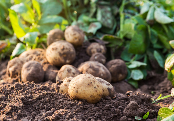 fot. shutterstock.com Susza oznacza niższe tegoroczne zbiory i gorszej jakości bulwy ziemniaka