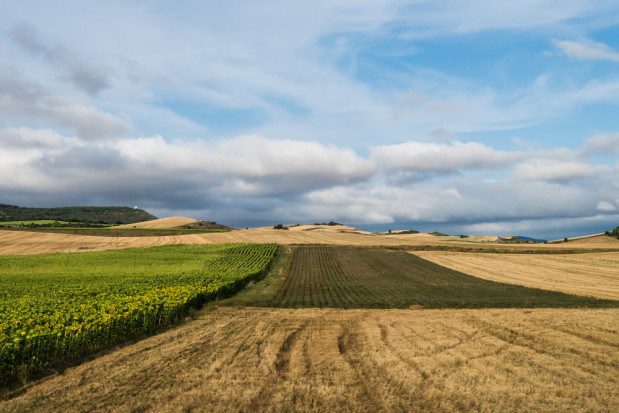 fot. shutterstock Kiedy rolnicy sprzedają ziemię?