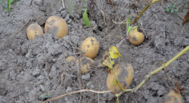 fot. MT (farmer.pl) Susza głównym czynnikiem ograniczającym w tym roku plonowanie ziemniaka