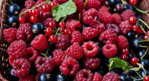 Skup owoców 2019: Wysokie ceny malin. Rosną stawki za wiśnie i czarne porzeczki 