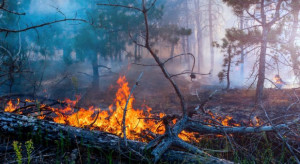 PSP: zagrożenie pożarami w lasach będzie się zwiększać