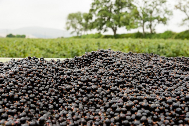 fot. shutterstock.com Nie ma mowy o opłacalności czarnej porzeczki – wywiad z prezesem Korab Garden