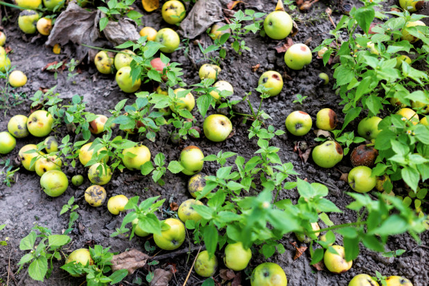 fot. shutterstock Rosja: Zniszczono 20 ton polskich jabłek