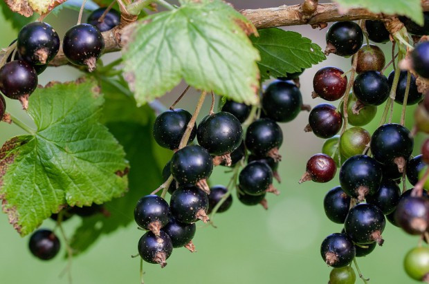 fot. pixabay Wyższe ceny czarnych porzeczek nie zagwarantowały opłacalności produkcji