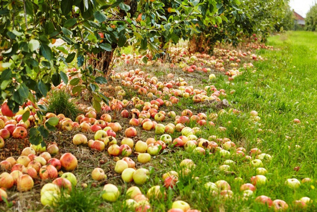 fot. shutterstock Döhler podał ceny minimalne za jabłka i gruszki w sezonie 2019