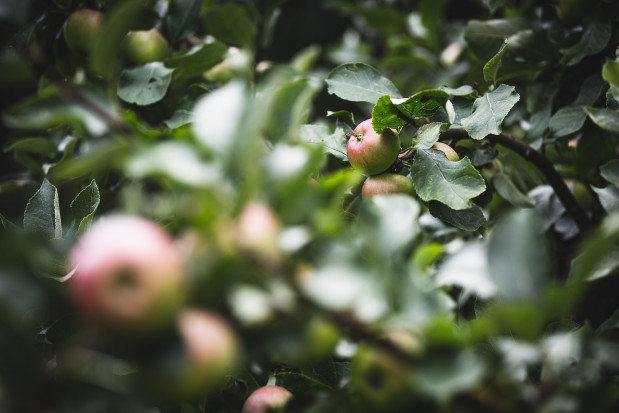 fot. unsplash.com MBF: Polscy sadownicy muszą dokonać dużych zmian w technologii produkcji (wywiad)