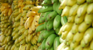 Port Gdańsk będzie przeładowywał bezpośrednio banany z Ameryki Śr.