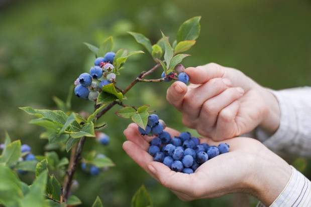 fot. shutterstock Jak zbierać borówkę, by dłużej zachowała swoje walory i smak? (wideo)