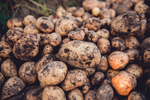 Jak ukształtuje się europejski rynek ziemniaka w tym sezonie? 
