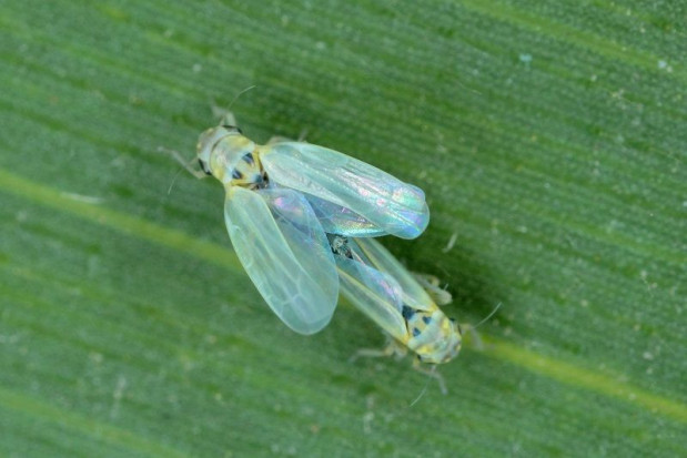Zyginidia scutellaris (skoczek kukurydziany) fot. za IOR-PIB Poznań IOR: Skoczek kukurydziany ‒ nowy szkodnik kukurydzy w Polsce