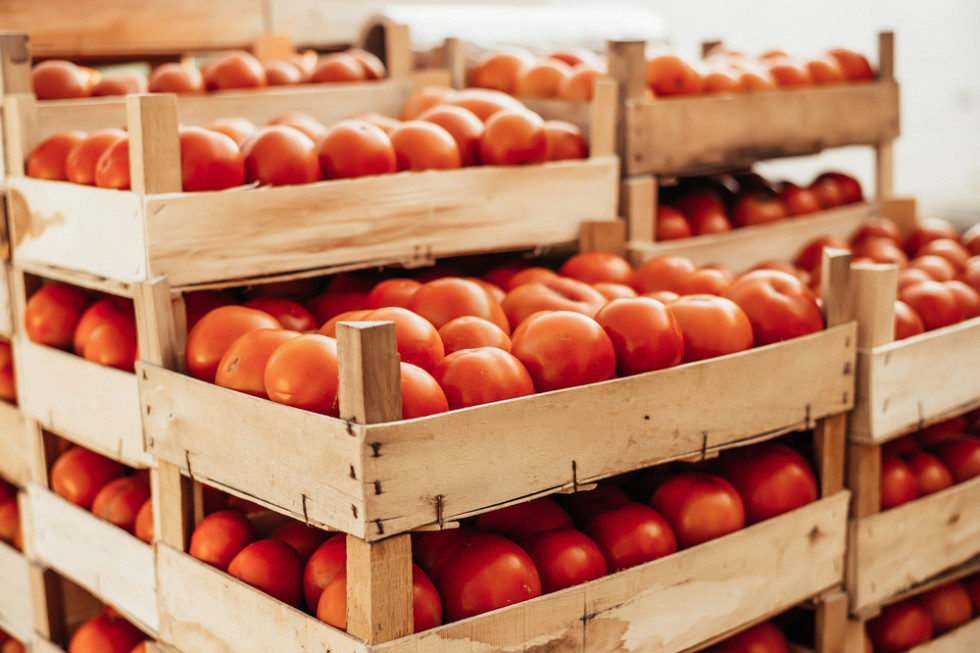Wysokie ceny pomidorów. Rośnie eksport do Hiszpanii i Ukrainy (analiza)