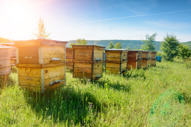 fot. shutterstock Lubelskie: Prawdopodobnie chciał ukraść miód - śmiertelnie pożądliły go pszczoły