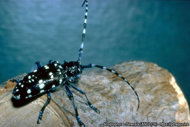 Chrząszcz Anoplophora chinensis, fot. M. Maspero, Fondazione Minoprio, Como, Włochy; https://gd.eppo.int Nowe zagrożenia dla borówki i drzew owocowych w Europie