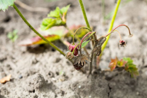 fot. shutterstock Dolnośląskie: 153 gminy dotknięte suszą. Powołano 113 komisji szacujących straty