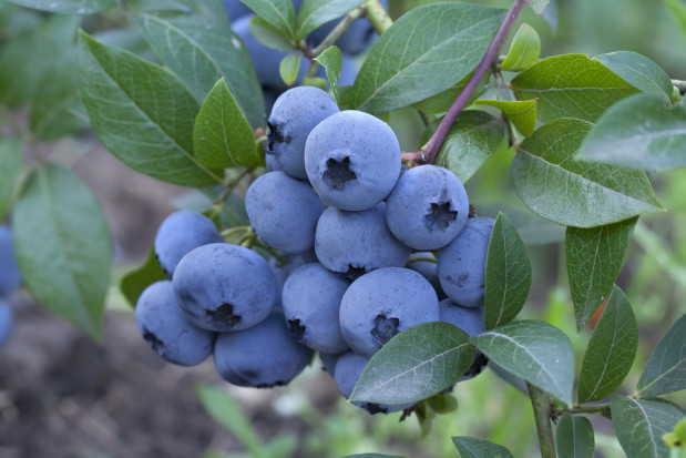 fot. shutterstock Borówka najszybciej rozwijającą produkcją sadowniczą w Polsce