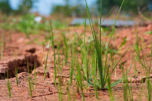 fot. shutterstock.com Zachodniopomorskie: Ponad 10,6 tys. gospodarstw dotkniętych suszą