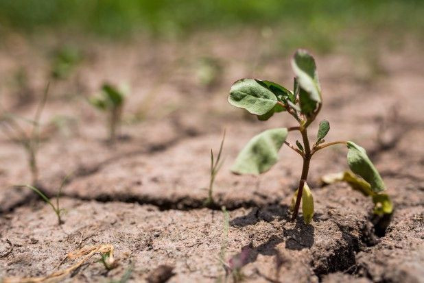 fot. shutterstock.com Podkarpackie: Większość powiatów z regionu zagrożonych suszą