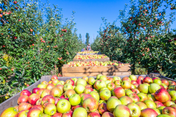 fot. shutterstock WAPA: Zbiory jabłek w UE wyniosą 10,5 mln ton, z czego 2,7 mln ton w Polsce