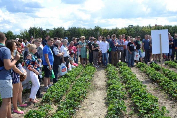 Plantatorzy mieli okazję dowiedzieć się więcej nt. nowych odmian truskawek/ fot. materiały DJ Technologie uprawy truskawek podczas Warsztatów z Doradcą Jagodowym (zdjęcia)