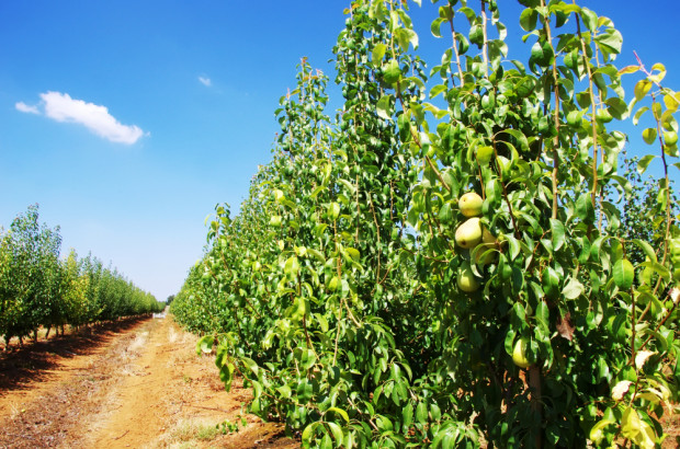 fot. shutterstock.com Prognosfruit: niższe zbiory gruszek w UE, w Polsce na poziomie z ub. roku