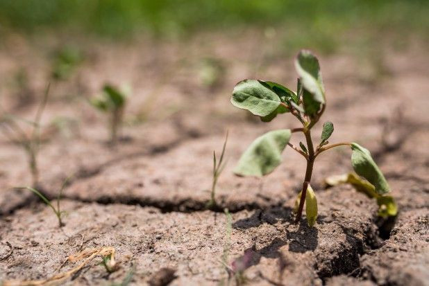 fot. shutterstock Tegoroczna susza objęła 2 miliony hektarów upraw