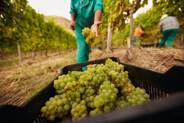 fot. shutterstock.com Dolnoślązacy szukają ofert pracy sezonowej, także za granicą