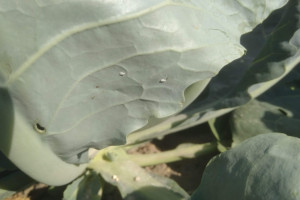 Mączlik warzywny – stałe zagrożenie w rejonach uprawy warzyw