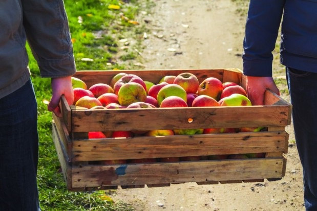 fot. shutterstock Sadownicy chcą wieloletnich umów z zakładami przetwórstwa i gwarancji ceny skupu owoców (video)
