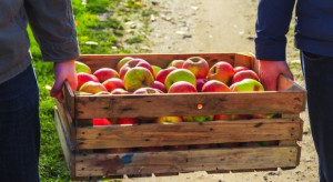 Sadownicy chcą wieloletnich umów z zakładami przetwórstwa i gwarancji ceny skupu owoców (video)