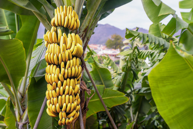 fot. shutterstock Uprawy bananów bezpieczniejsze dzięki sztucznej inteligencji