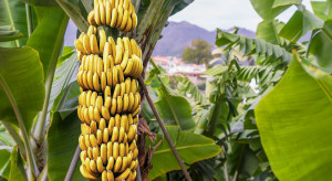 Uprawy bananów bezpieczniejsze dzięki sztucznej inteligencji