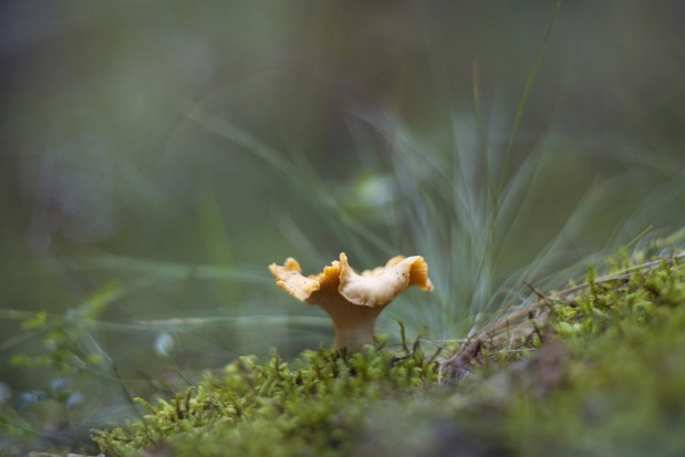 fot. shutterstock Rusza sezon na kurki