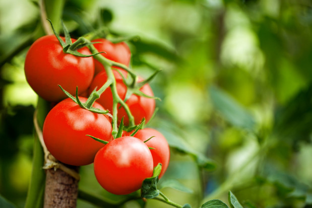 fot. shutterstock Friðheimar - islandzka restauracja-szklarnia z piwem z... pomidorów
