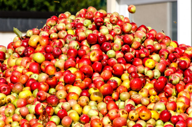 fot. shutterstock Mazowsze: Rosną ceny jabłek przemysłowych. Przekroczyły 55 gr/kg