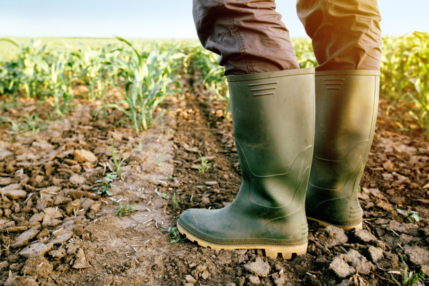 fot. shutterstock Warmińsko-mazurskie: Blisko 30 tys. hektarów upraw dotkniętych suszą