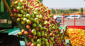 Ekspert: Ceny 1 zł/kg za jabłka przemysłowe są realne, ale czy dobre?