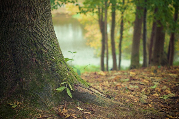 fot. pixabay.com PAN: za kilkadziesiąt lat z polskich lasów może zniknąć 75 proc. drzew