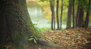 PAN: za kilkadziesiąt lat z polskich lasów może zniknąć 75 proc. drzew