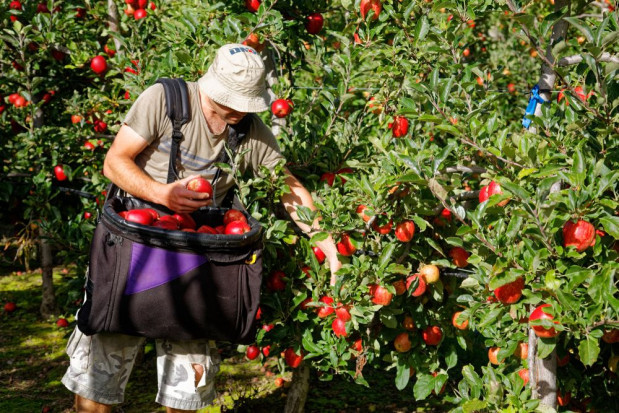 fot. shutterstock Spada liczba Polaków deklarujących chęć pracy za granicą