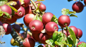 Jak ukształtuje się tegoroczny sezon jabłkowy?