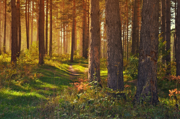 fot. pixabay.com Duże zagrożenie pożarowe w lasach w części woj. kujawsko-pomorskiego