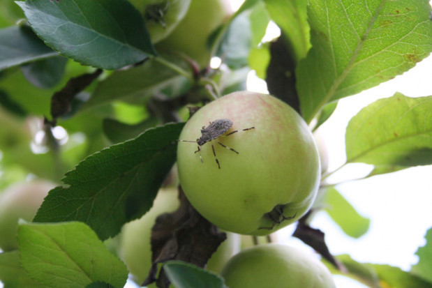 fot. shutterstock.com Siatki ochronne z Agrintech – pomocne przeciwko Halyomorpha halys